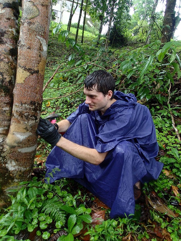 Man in rain poncho hammering a tree